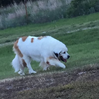 Josh Stecklein🍏's profile picture