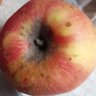 RottenApple 的头像