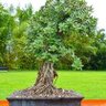 Ficus profil fotoğrafı