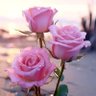 طوق الياسمين 🌹's profile picture