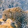 LS mUH profil fotoğrafı