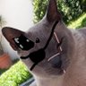 Punished 'Venom' Bigoton 的头像