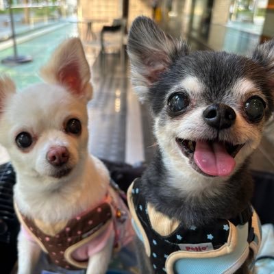 🐾🐶チワワ王国(7匹)のママ🐶🐾's profile picture