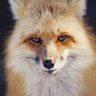 Profilbild von OneGrayCat