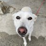 忠犬ハチくん's profile picture