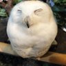 Profilbild von ちょっと歌が上手いやましたきよし