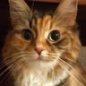シャケ𓃠♡'s profile picture