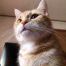 Фото профиля ToMo.