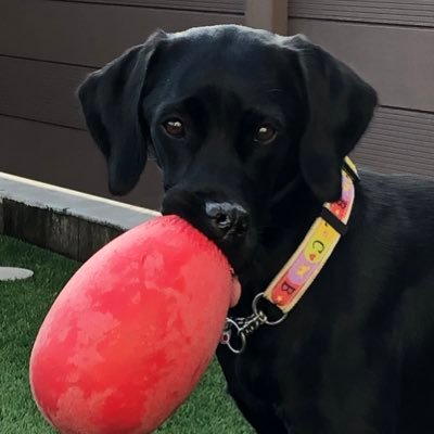 mamenyan48's profile picture