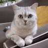 Sumru profil fotoğrafı