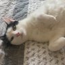 Sylvia Anna profil fotoğrafı