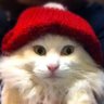 白猫のモコちゃん's profile picture