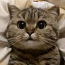 Glitt3RG0LDxo's profile picture