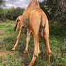 Sam L. Lenaibalatia 🇰🇪's profile picture