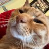. #kediseverim's profile picture