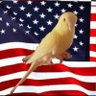 Amerikeet 的头像
