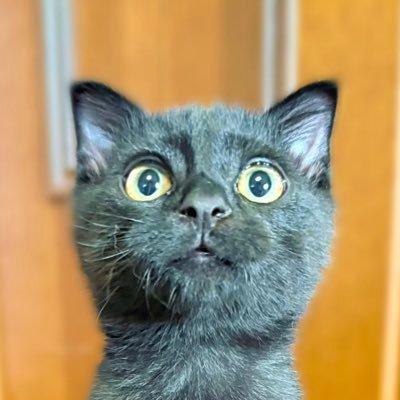 hogoneko_katsuo's profile picture