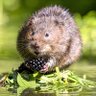 Profilbild von Elon Vole
