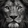 adam ali's profile picture