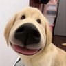 Profilbild von 疯狂的特麻偷