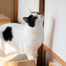 ねこネコ 的头像