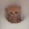Sylvie :)'s profile picture