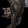 brandy's profile picture