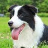 colliebaby profil fotoğrafı