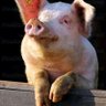 Charles was pork's profile picture