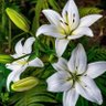 Фото профиля Semaye Alizade