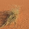 ربيع الغروب 的头像