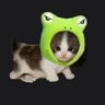 Mr. Froggy Kitten 的头像