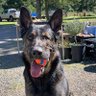 Kriegergeistk9🇺🇸's profile picture