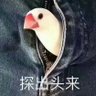 Profilbild von 拜托了领导，开会不要点我名
