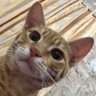 Фото профиля ฅ^•ﻌ•^ ฅ