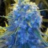LeGaLiZe WeEd profil fotoğrafı