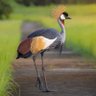 Uganda One 的头像
