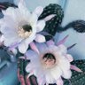 Fiore di cactus's profile picture