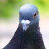 Pombinha em situação de dengo.'s profile picture