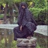 سپییدار 的头像