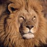 وليد العراقي profil fotoğrafı