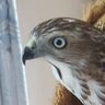 rahil profil fotoğrafı