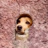 Dog Caramelo 的头像