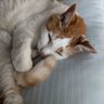 ã¡ããŽã®å§ profil fotoÄrafı