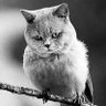 野生獸醫💙💛 profil fotoğrafı