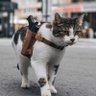 🐱 Donna ⚡'s profile picture