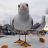 Tonotopy's profile picture