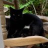 黒猫の肉球 的头像