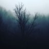 Bare Tree profil fotoğrafı