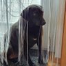 Peter Krenn 的头像